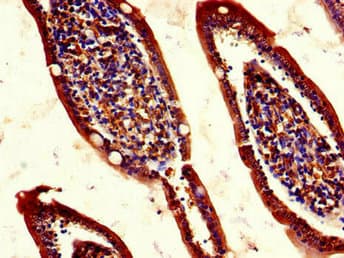 Polyclonal Rabbit anti-Human REG1A Antibody