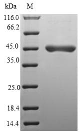 Human UBE2F Protein (Recombinant GST, N-terminus)