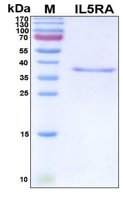 Human IL5RA / CD125 Protein (Recombinant His, N-Terminal)
