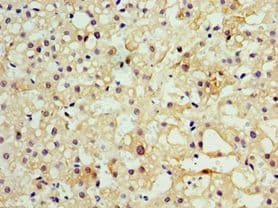 MOG Antibody (aa30-154)