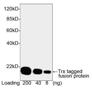 Thioredoxin / TRX Tag Antibody (clone 4C12H10)