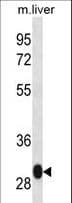 LSM12 Antibody (aa146-174)