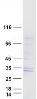 Human GTPBP8 / HSPC135 Protein (Recombinant Myc-DDK (Flag))