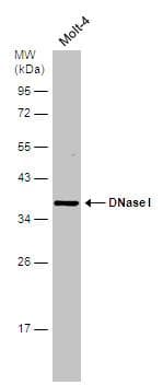 IHC-plus™ DNASE1 / DNase I Antibody