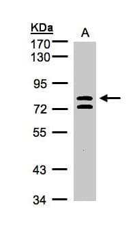 L3MBTL1 Antibody (aa365-723)