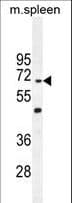 Polyclonal Rabbit anti-Human CCDC9 Antibody (aa19-48, WB)