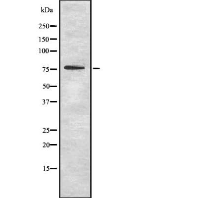 OS9 Antibody