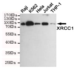 XRCC1 Antibody