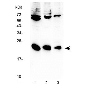IL2 Antibody