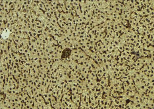 MAFB Antibody