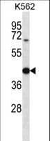 OXA1L / OXA1 Antibody (aa361-390)