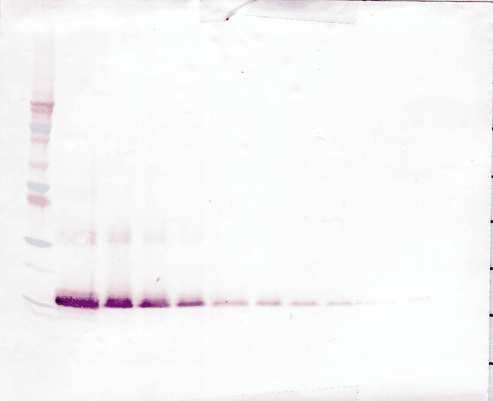 FGF1 / Acidic FGF Antibody (Biotin)