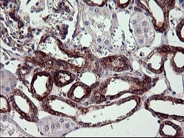 SYP / Synaptophysin Antibody (clone OTI2D8, Carrier-free)