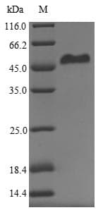 Human ERVWE1 / HERV / Syncytin Protein (Recombinant 6His, N-terminus)