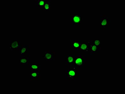 HIST1H3A Antibody