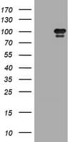 HRS / HGS Antibody (clone OTI1C2)