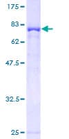Human TIP49 / RUVBL1 Protein (Recombinant GST)
