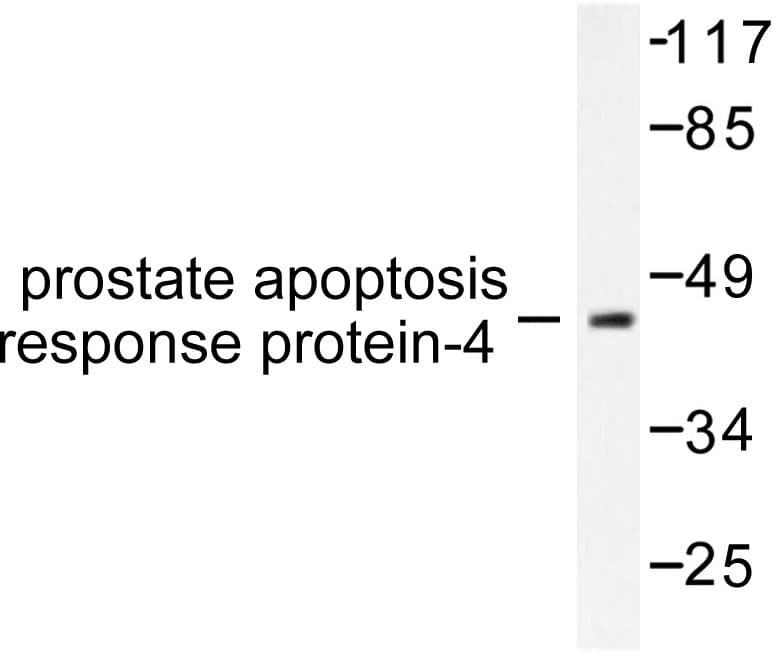 PAWR / PAR4 Antibody (Asp313)