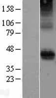 Human CD28 Protein (Over-Expression Lysate Myc-DDK (Flag))