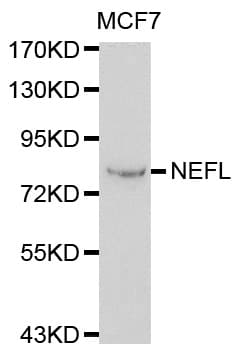 NF-L / NEFL Antibody