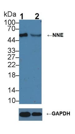 Polyclonal Rabbit anti-Mouse ENO1 / Alpha Enolase Antibody (WB)