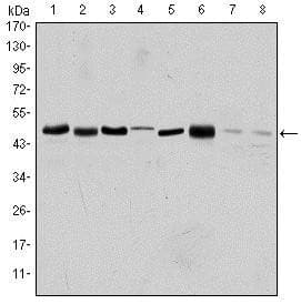 AURKA / Aurora-A Antibody (clone 1F8)