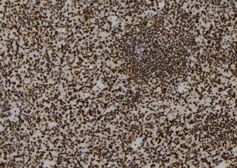SFPQ Antibody