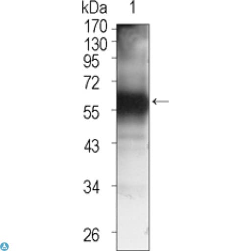 TEC Antibody