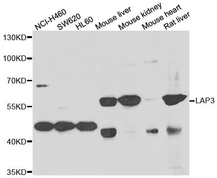 LAP3 Antibody (AP)