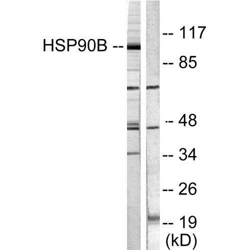 SMAD3 Antibody (Biotin)