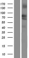 LSR / LISCH7 Protein (Over-Expression Lysate Myc-DDK (Flag))