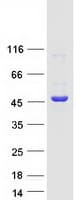 Human STRAP / MAWD Protein (Recombinant Myc-DDK (Flag))