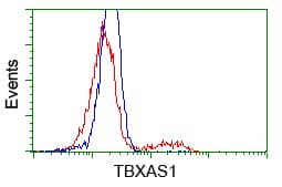 TS / Thromboxane Synthase Antibody (clone OTI2C1)