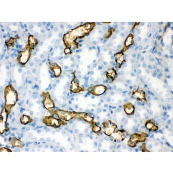 Polyclonal Rabbit anti-Human AQP1 / Aquaporin 1 Antibody (aa240-269, IHC, WB)