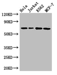 CANX / Calnexin Antibody