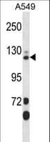 SEC23IP / p125 Antibody (aa724-752)
