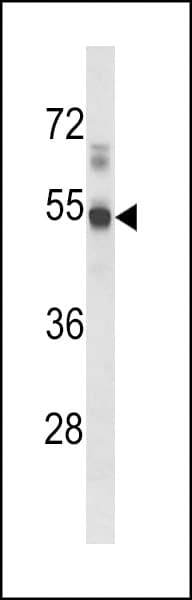 S1PR1 / EDG1 / S1P1 Antibody (aa10-39)