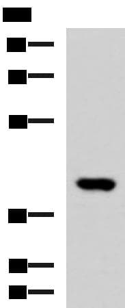 FOXI1 Antibody