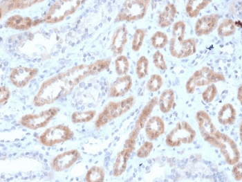 RNLS / Renalase Antibody (clone RNLS/1940)