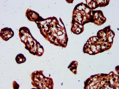 SP3 Antibody