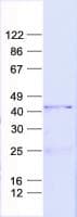 Human MAEA / EMP Protein (Recombinant His, N-Terminal)