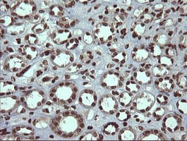 PCDH7 Antibody (clone OTI1F7)
