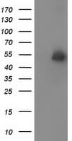 SNTA1 / Syntrophin Alpha 1 Antibody (clone 2.00E+12, Carrier-free)