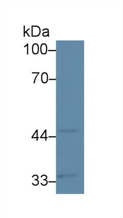 CASP5 / Caspase 5 Antibody (aa145-327)