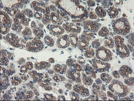 SENP2 Antibody (aa139-523, clone OTI1B8)