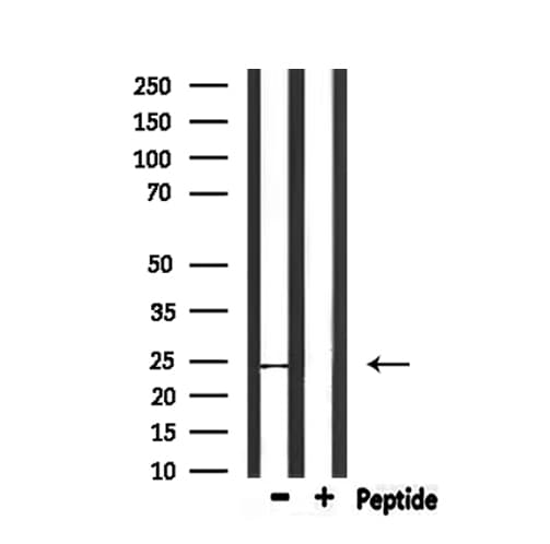 CD53 Antibody