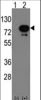 Polyclonal Rabbit anti-Mouse NUDR / DEAF1 Antibody (aa368-400, WB)