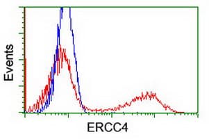 ERCC4 / XPF Antibody (clone OTI2A1)