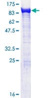 Human EXOC5 Protein (Recombinant GST)