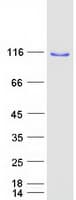Human OSBPL6 Protein (Recombinant Myc-DDK (Flag))